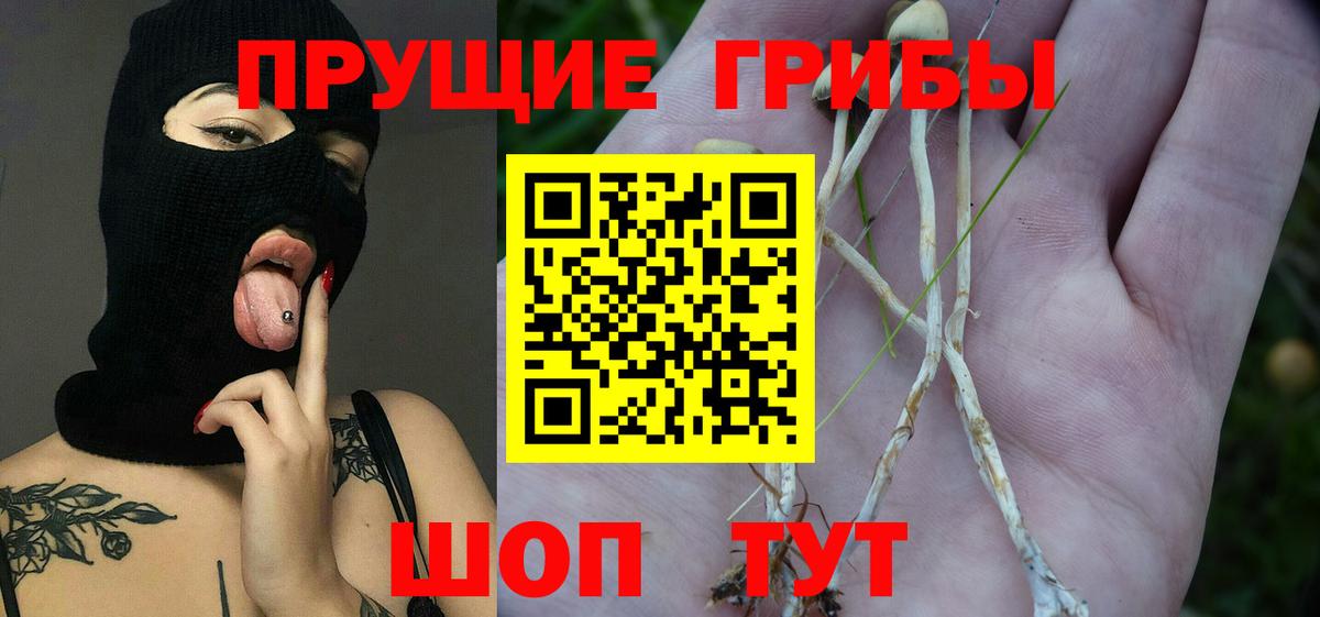 купить  цена  Галлюциногенные грибы Psilocybe  Вход с VPN  Наро-Фоминск 